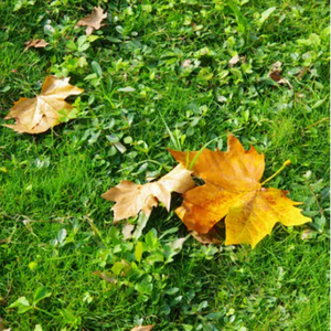插进大码美女逼里射精
